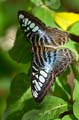 150 Segler - Parthenos sylvia